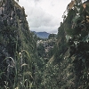 Plants: image 150 Of 208 Thumb